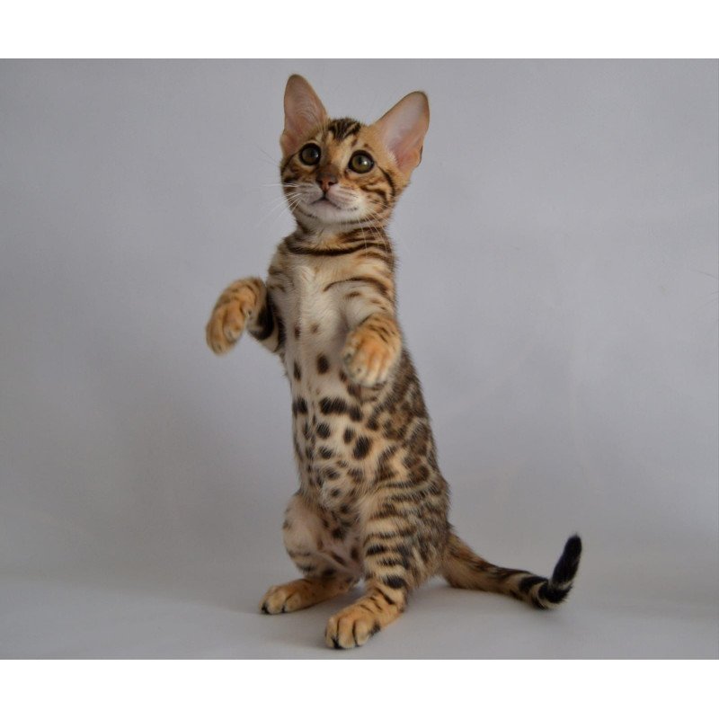Bengal POLIN Vanessa