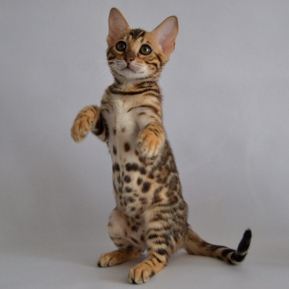 Bengal POLIN Vanessa