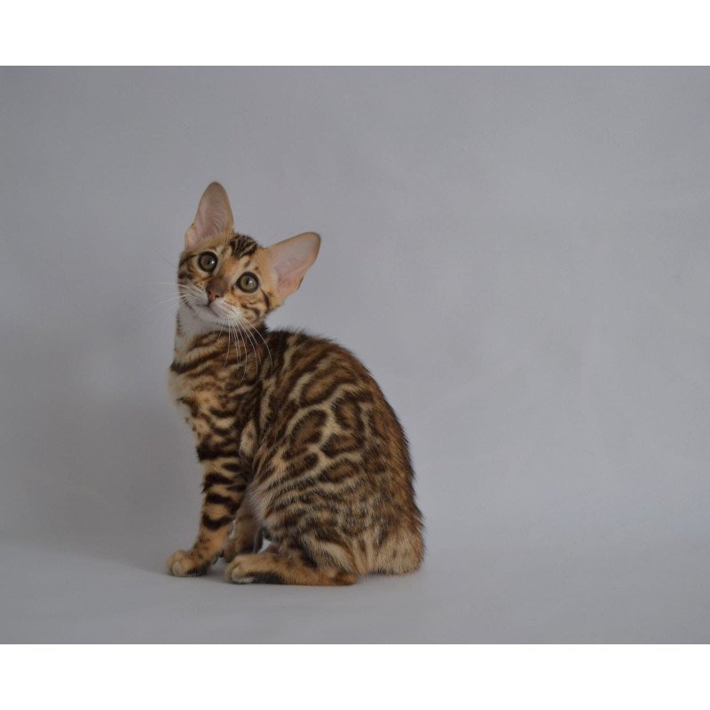Bengal POLIN Vanessa