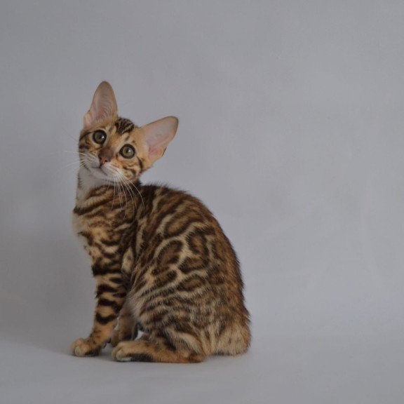 Bengal POLIN Vanessa
