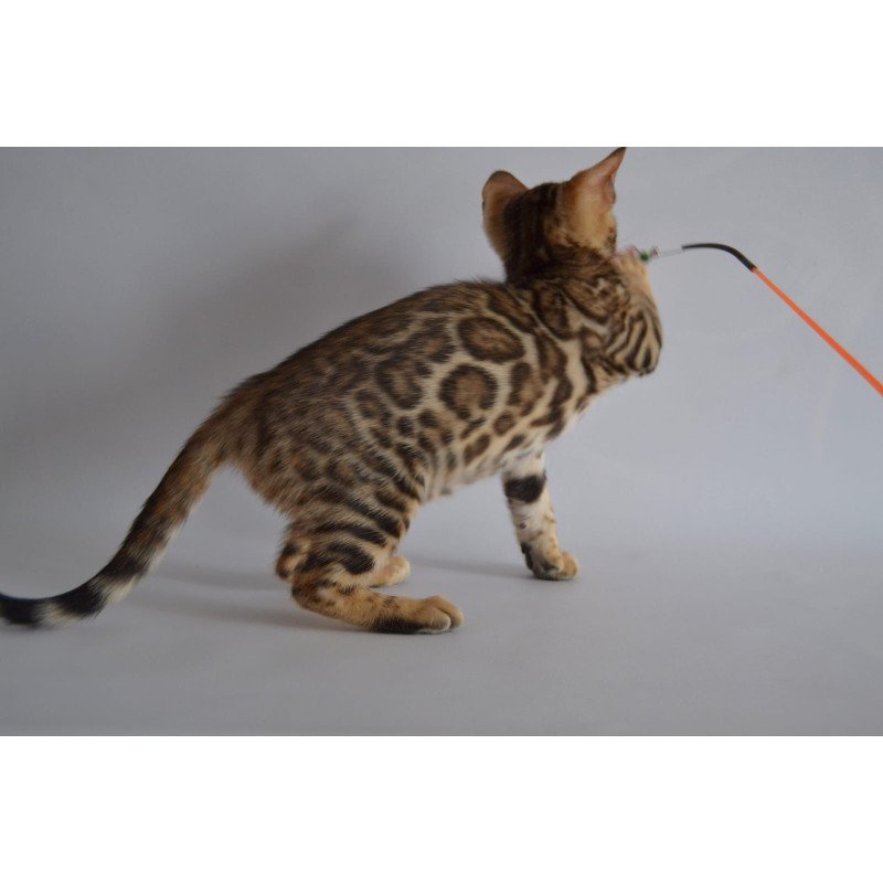 Bengal POLIN Vanessa