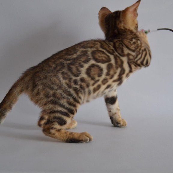 Bengal POLIN Vanessa
