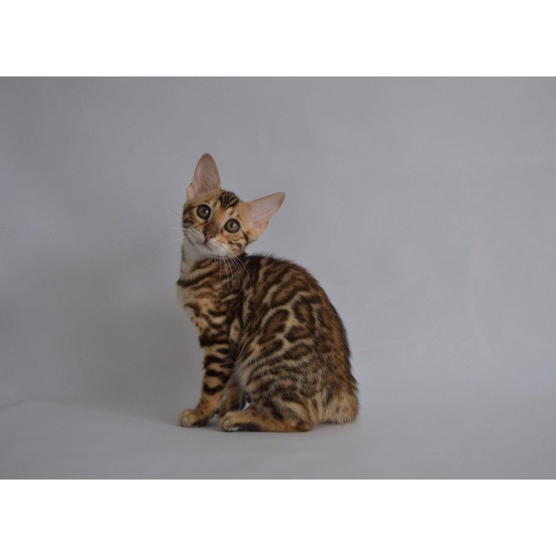Bengal POLIN Vanessa