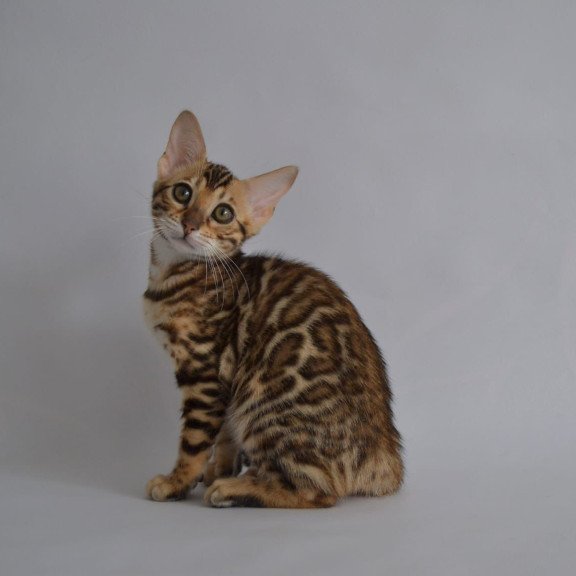 Bengal POLIN Vanessa