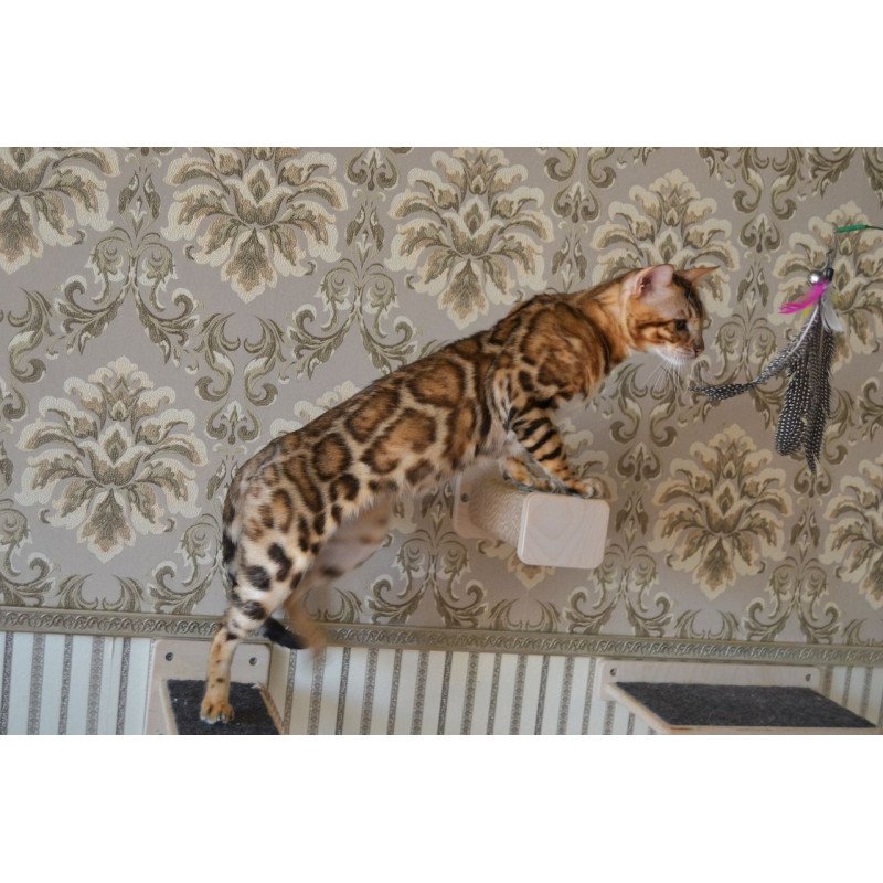 Bengal POLIN Vanessa
