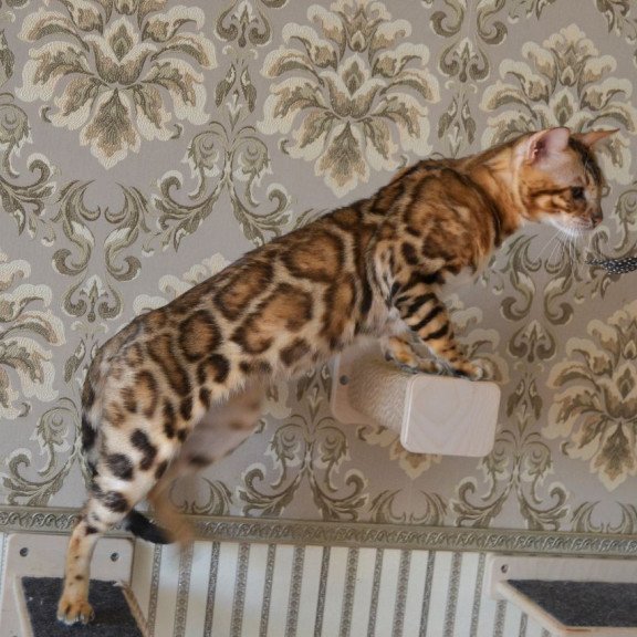 Bengal POLIN Vanessa