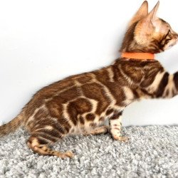 Bengal POLIN Centsa