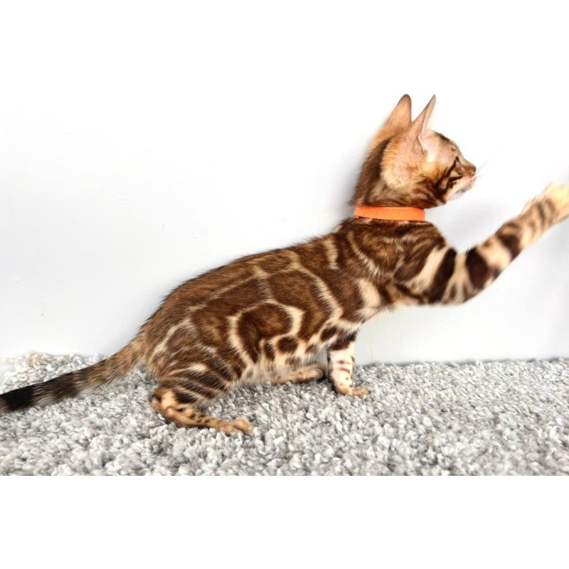 Bengal POLIN Centsa