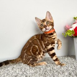 Bengal POLIN Centsa