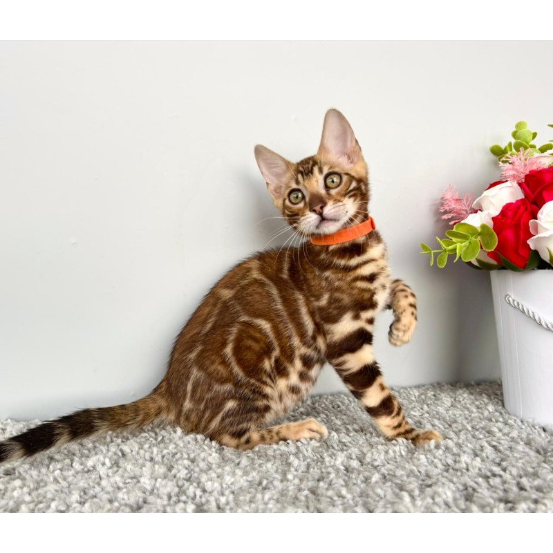 Bengal POLIN Centsa