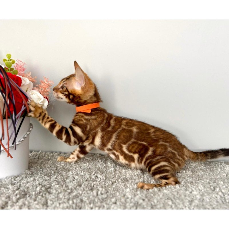 Bengal POLIN Centsa