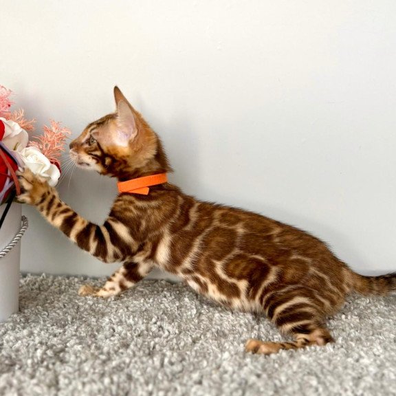 Bengal POLIN Centsa