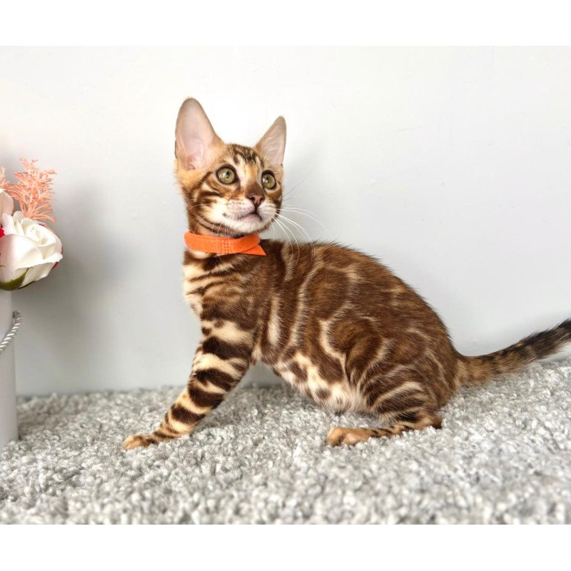 Bengal POLIN Centsa