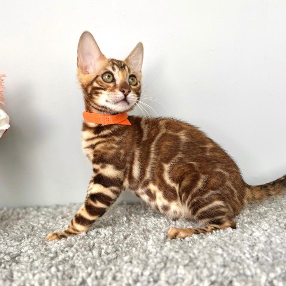 Bengal POLIN Centsa