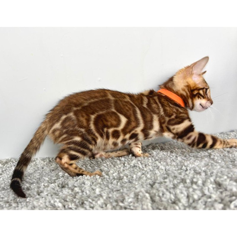Bengal POLIN Centsa