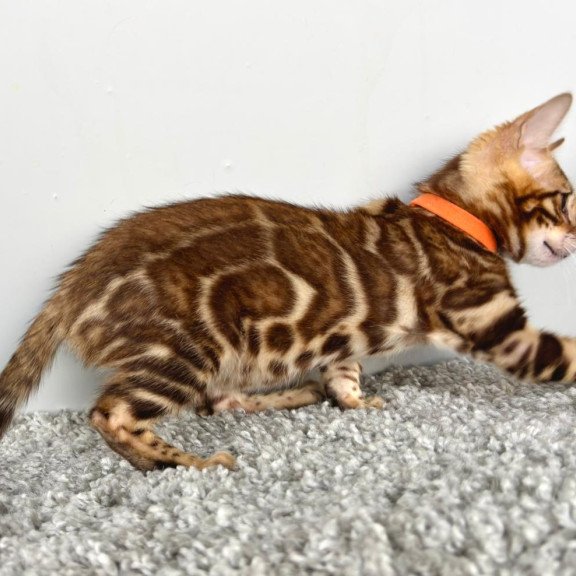Bengal POLIN Centsa