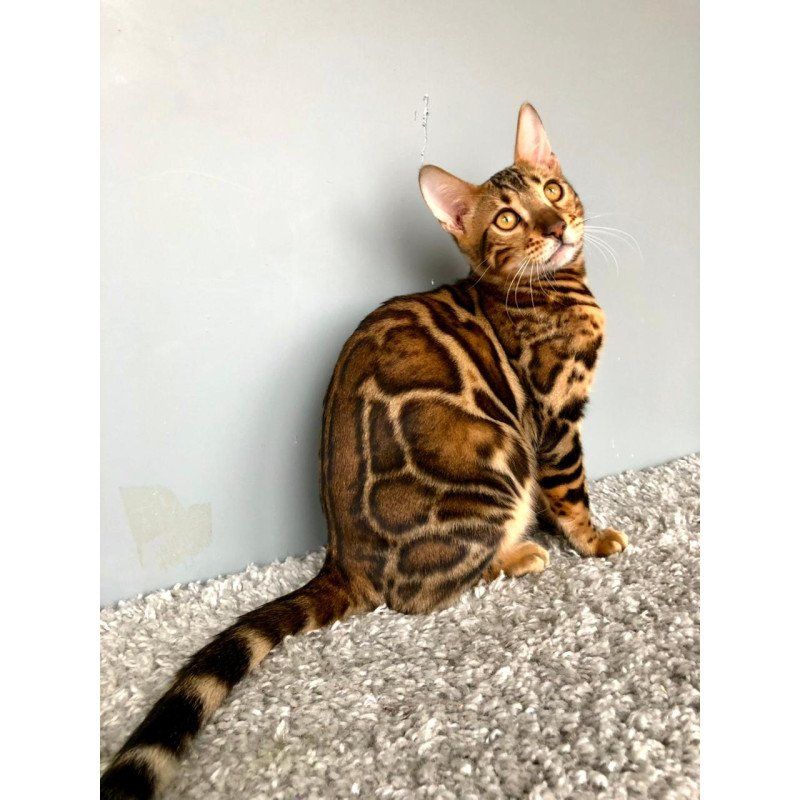 Bengal POLIN Centsa