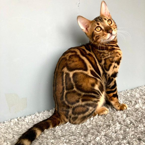 Bengal POLIN Centsa