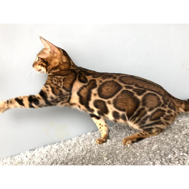 Bengal POLIN Centsa