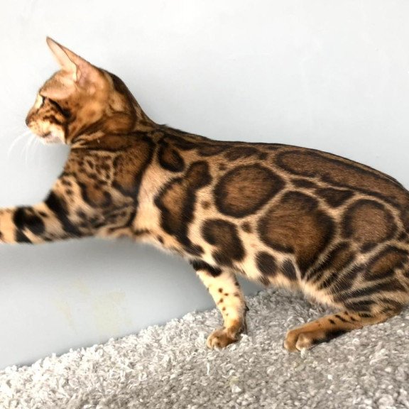 Bengal POLIN Centsa