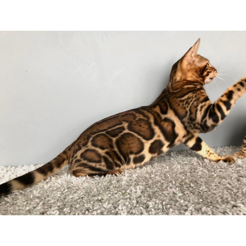 Bengal POLIN Centsa