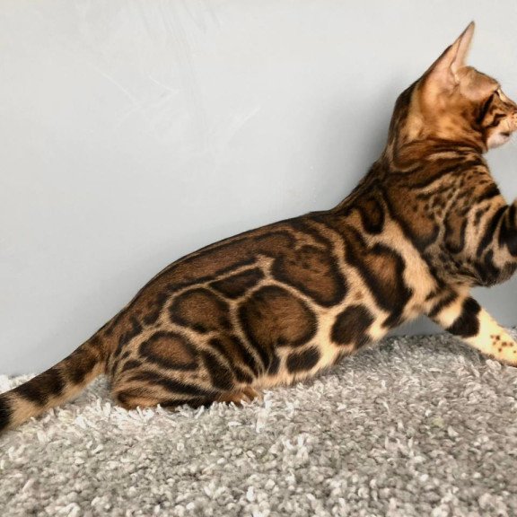 Bengal POLIN Centsa