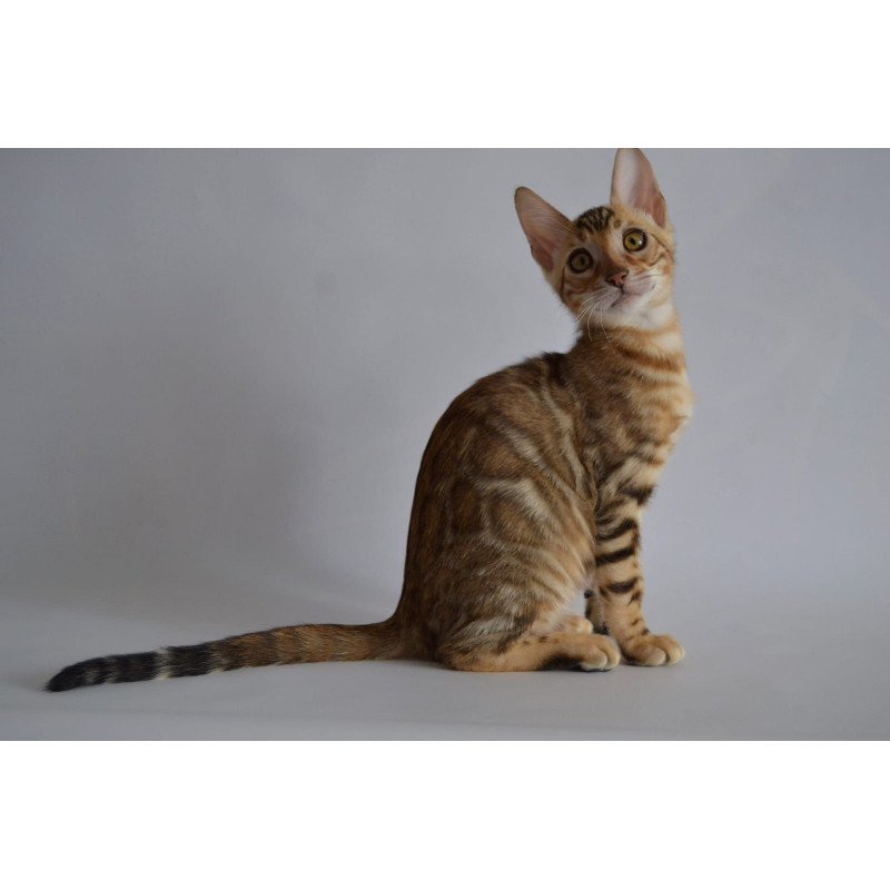 Bengal POLIN Vagner