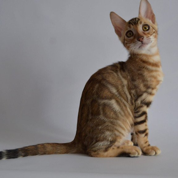 Bengal POLIN Vagner