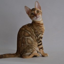 Bengal POLIN Vagner