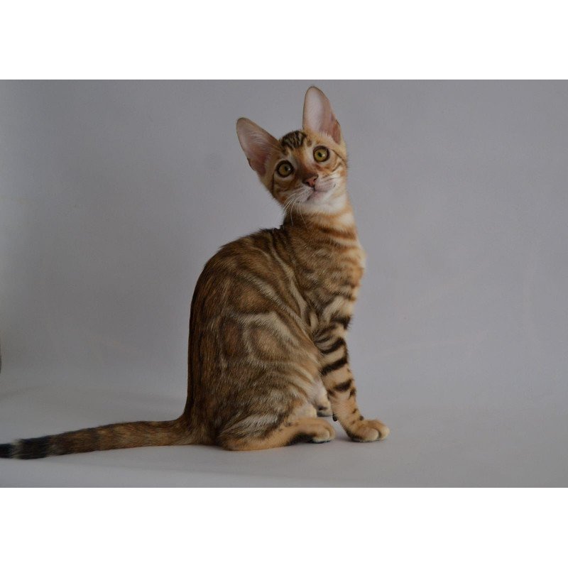 Bengal POLIN Vagner