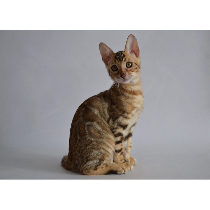 Bengal POLIN Vagner