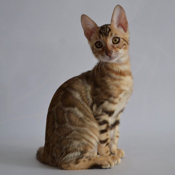 Bengal POLIN Vagner