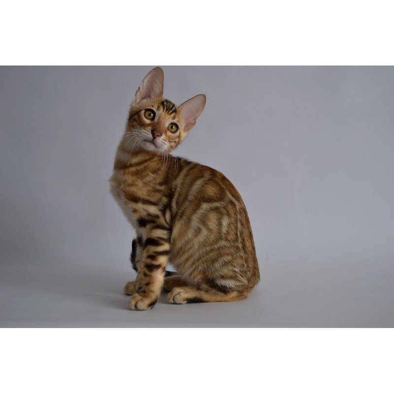 Bengal POLIN Vagner