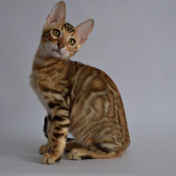 Bengal POLIN Vagner