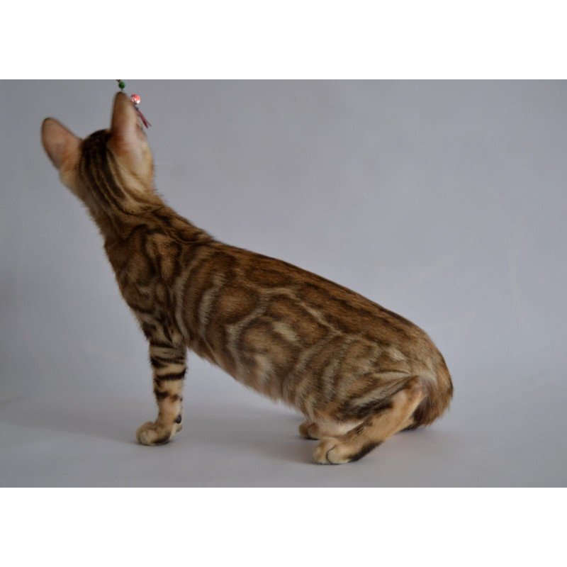 Bengal POLIN Vagner