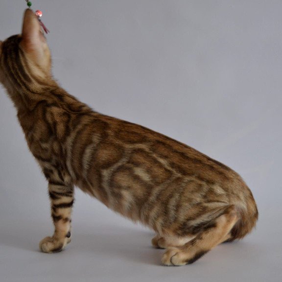 Bengal POLIN Vagner