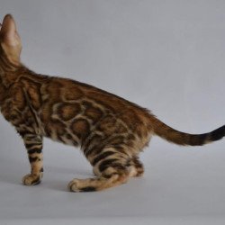 Bengal POLIN Venera