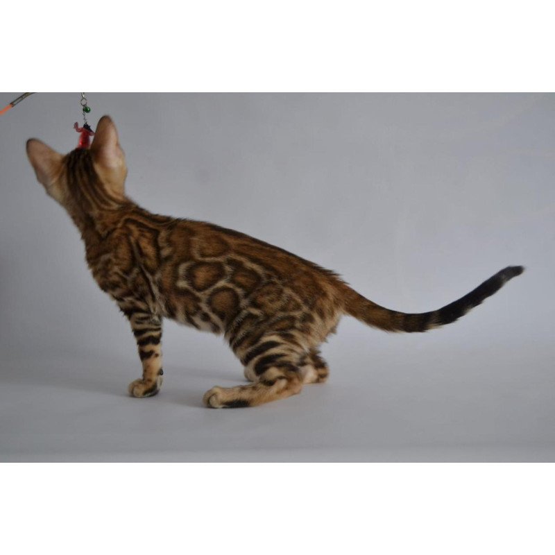 Bengal POLIN Venera