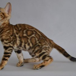 Bengal POLIN Venera