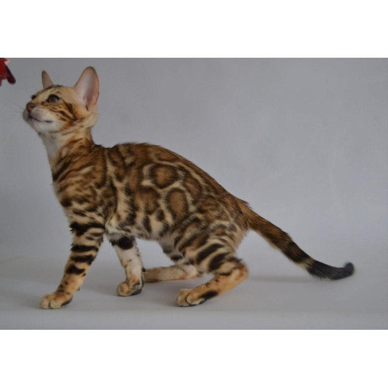 Bengal POLIN Venera