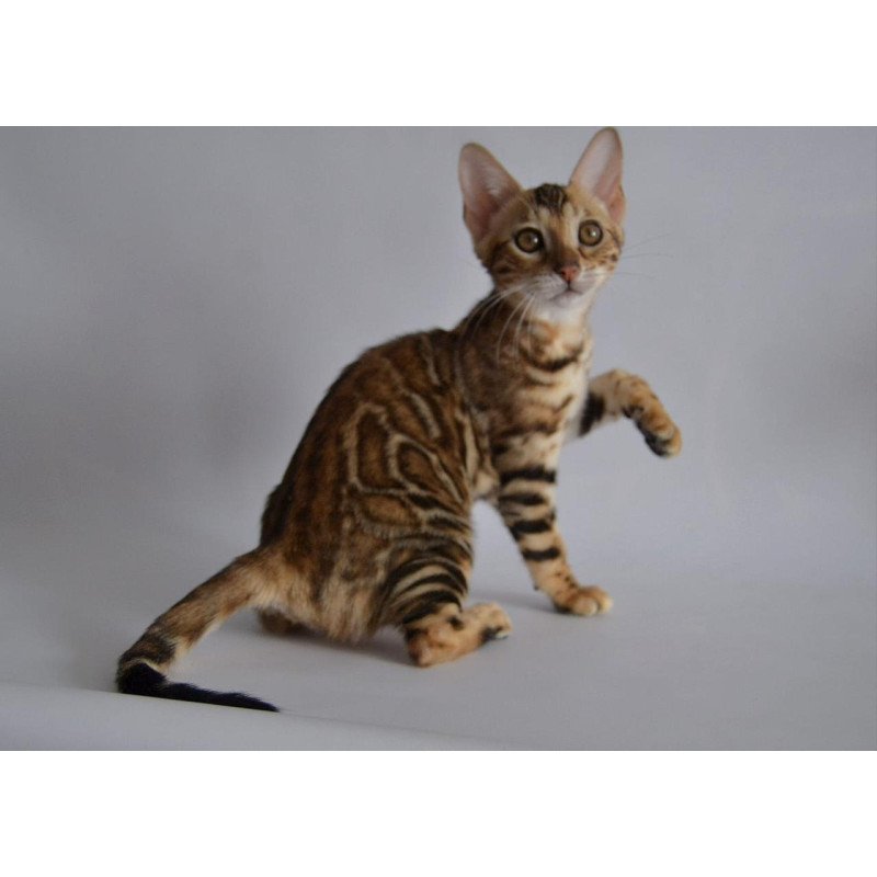 Bengal POLIN Venera