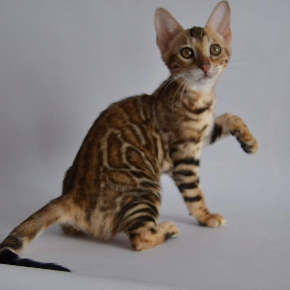 Bengal POLIN Venera