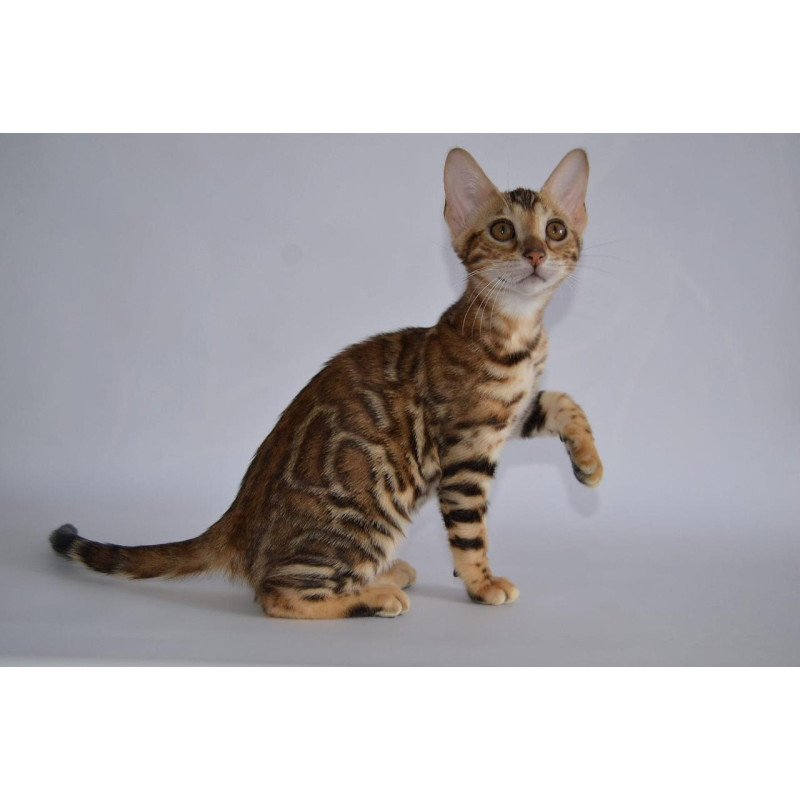 Bengal POLIN Venera