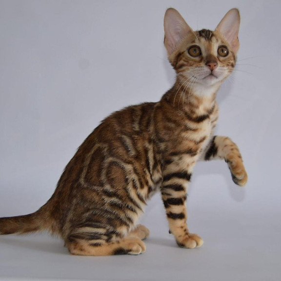 Bengal POLIN Venera