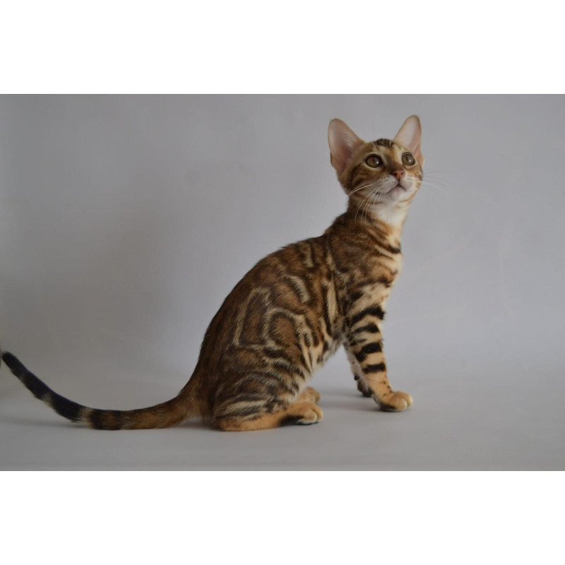 Bengal POLIN Venera