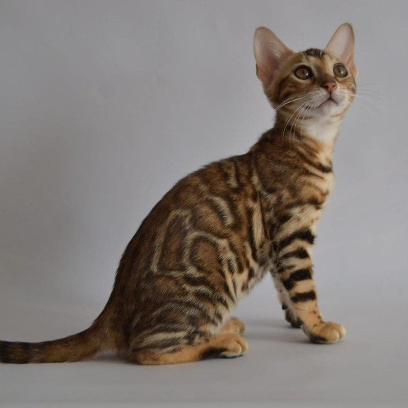 Bengal POLIN Venera