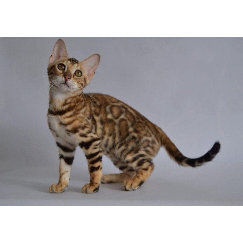 Bengal POLIN Venera