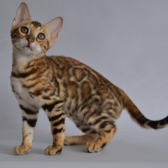 Bengal POLIN Venera