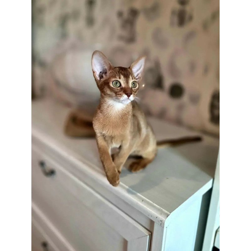 Abyssinian POLIN Isis