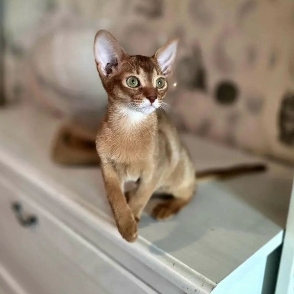 Abyssinian POLIN Isis